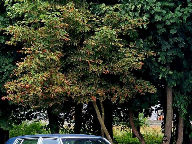 Sprzedam Cadillac Devil z 84r